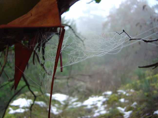 Spider Web